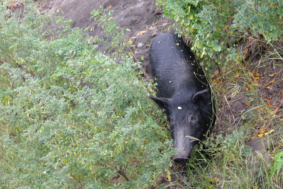 The wild boar of the park, La réserve de Bras d'Eau, Parks and reserves, Mauritius