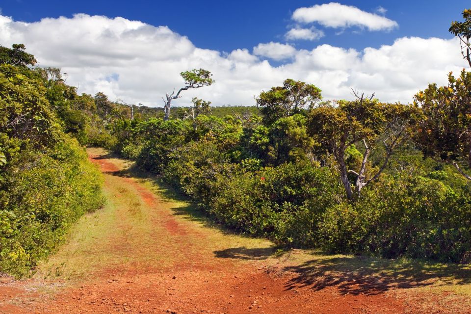 Le Parc National des de la Rivière Noire Ile Maurice