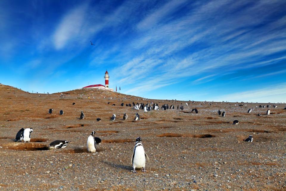Il Parco nazionale di Los Pingüinos , "Los Pinguinos" devono arrivare , Cile