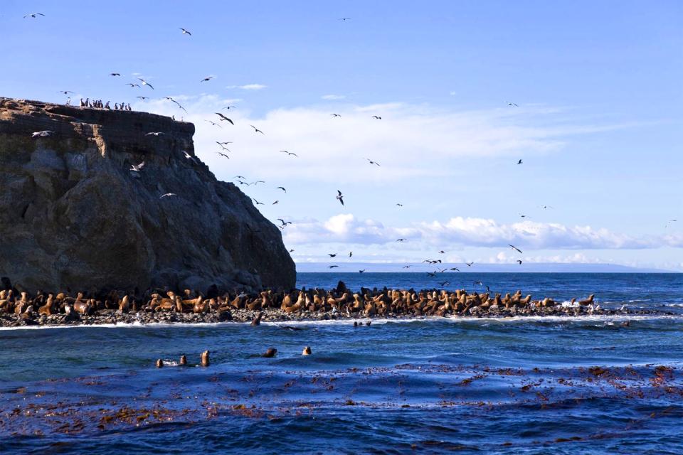 Il Parco nazionale di Los Pingüinos , Cile