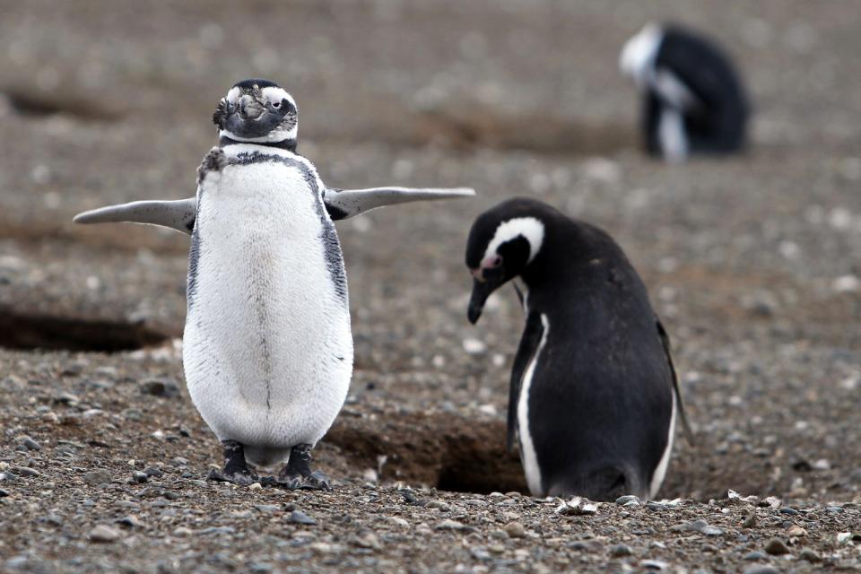 Il Parco nazionale di Los Pingüinos , Cile