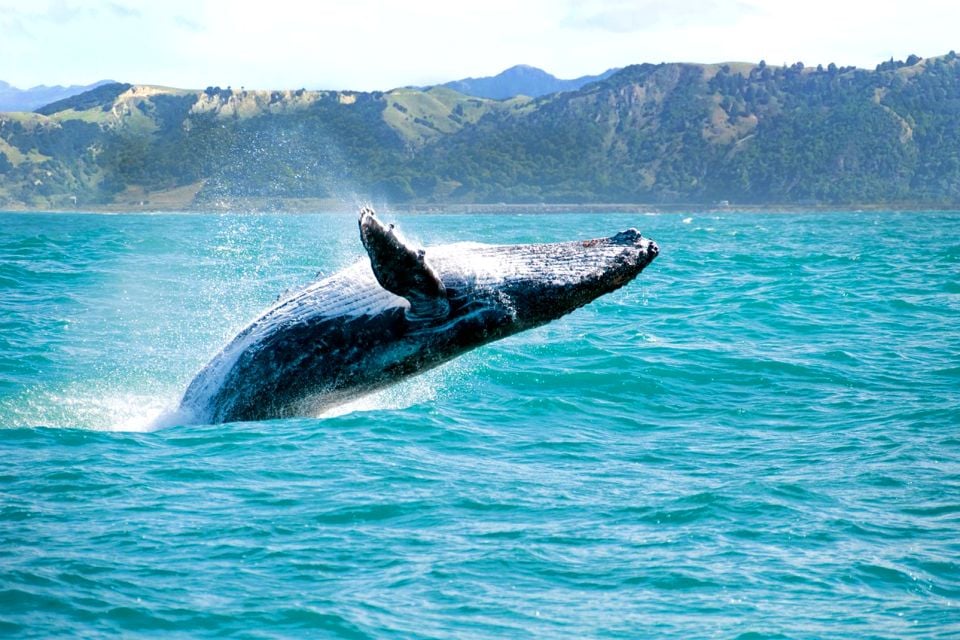 Marine wildlife - Taiwan - Taïwan