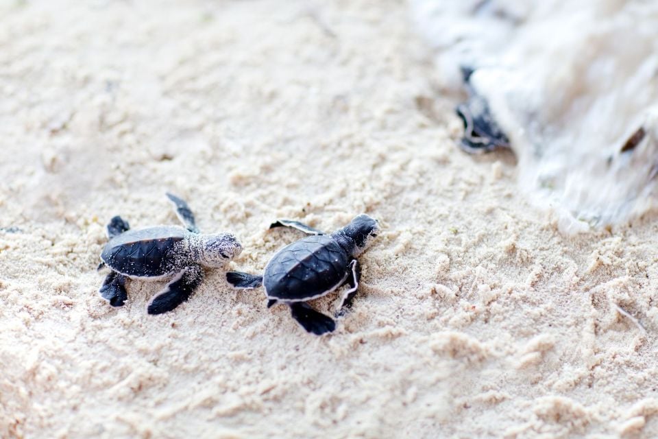 Marine wildlife - Taiwan - Taïwan