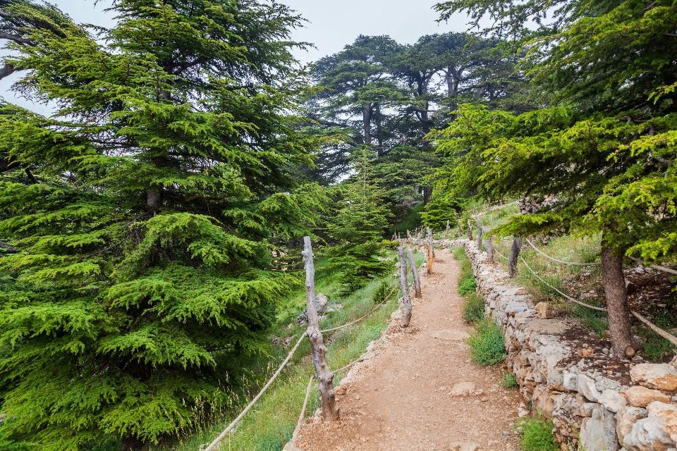 La Vallée Sainte de la Qadisha , Les cèdres de Bécharré , Liban