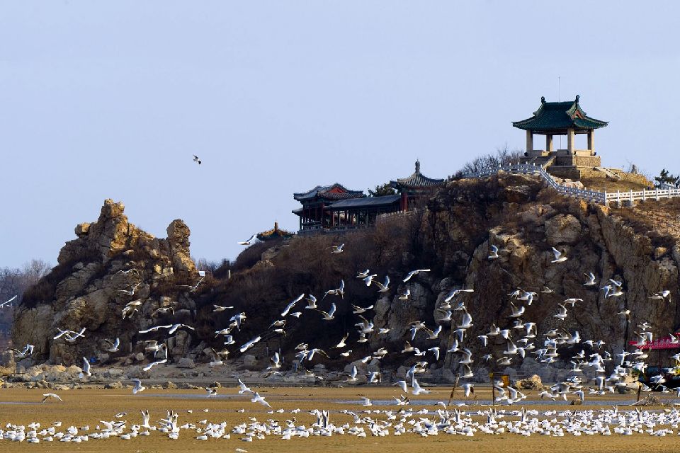 La plage de Beidaihe , Un spot pour observer les oiseaux , Chine