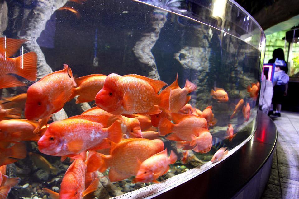 DUBAI- Aquarium , United Arab Emirates