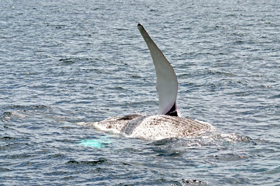 L'observation des baleines , Canada