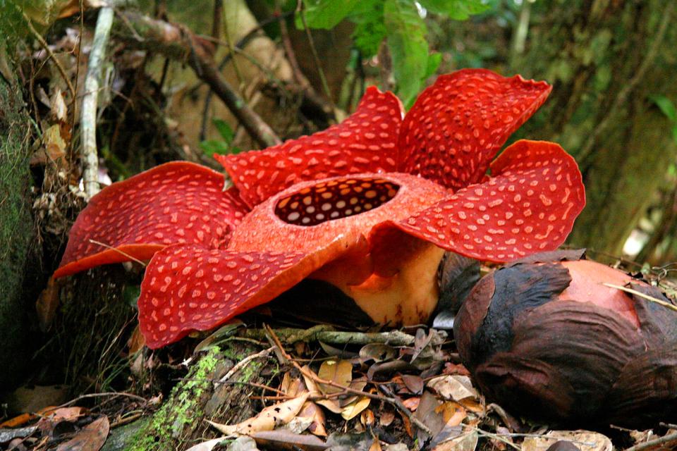 La Rafflesia , Indonesia