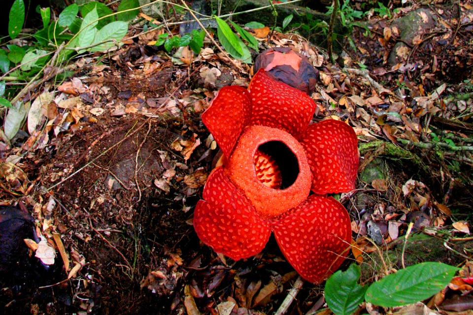 La Rafflesia , Indonesia