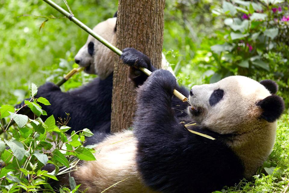 Giant pandas , China