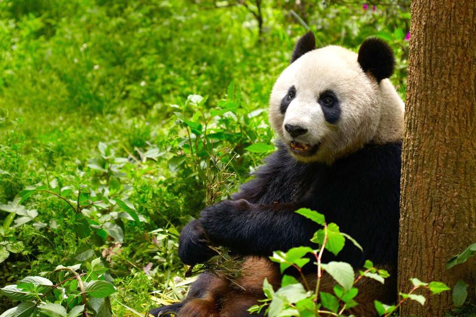Giant pandas , China