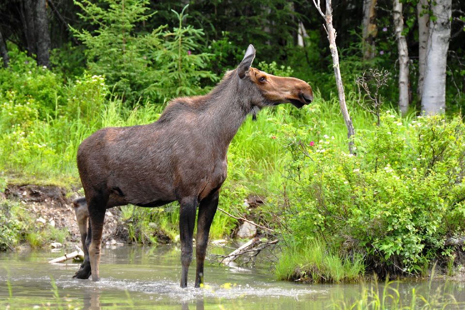 Large mammals - Alaska - United States of America