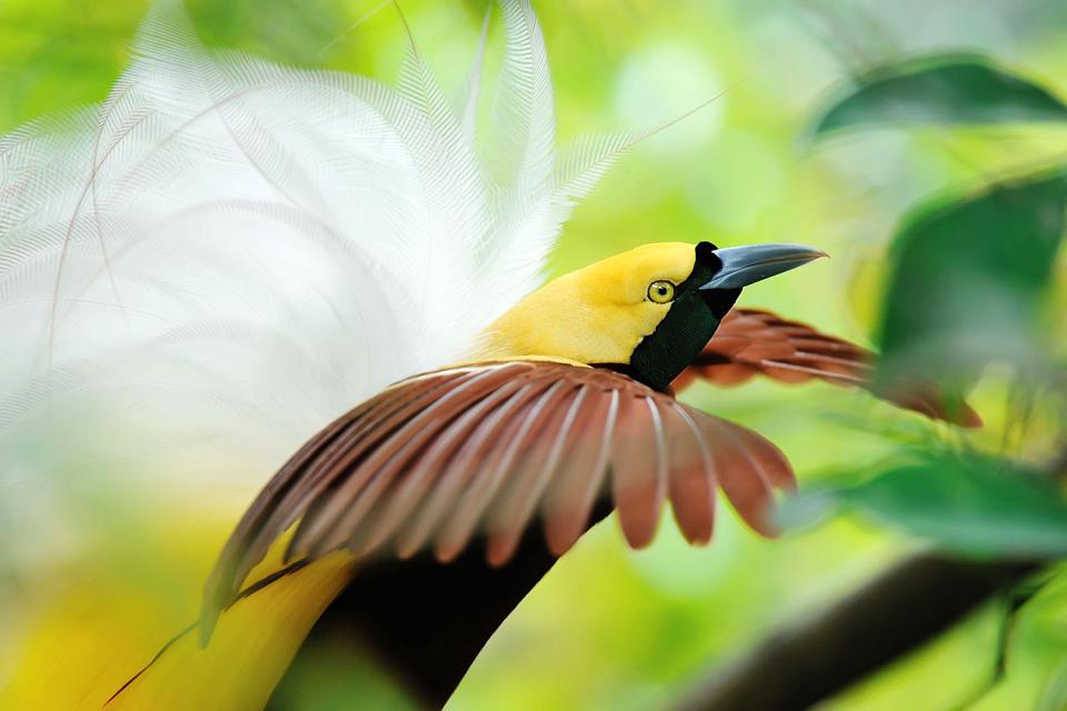 Osservazione degli uccelli (birdwatching) , Indonesia