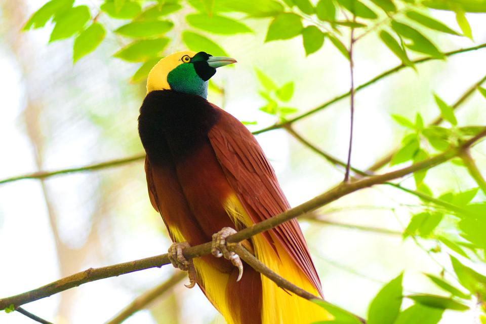 Osservazione degli uccelli (birdwatching) , Indonesia