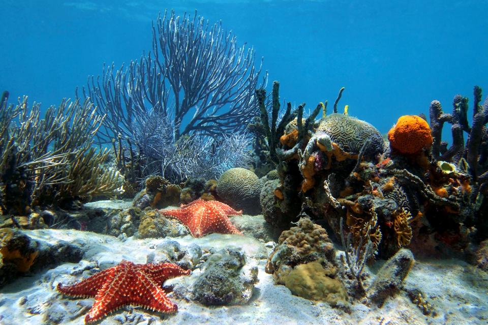 La barrière de corail de Bonaire , Aruba