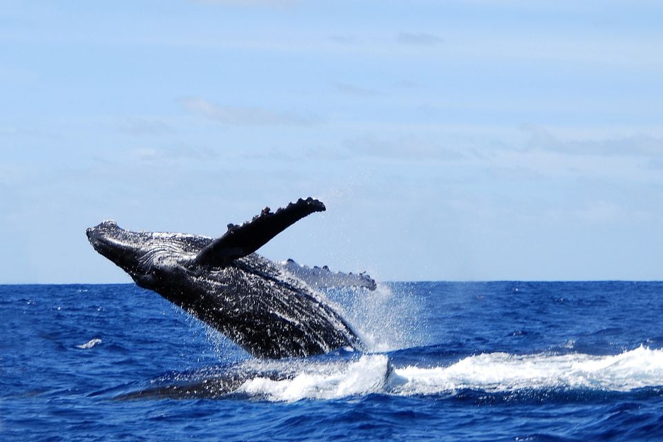 , Die Buckelwale, Die Fauna und Flora, Die Austral-Inseln
