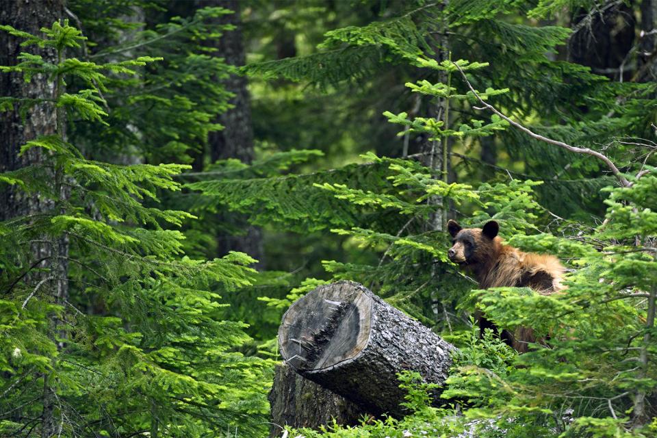 Les réserves nationales de faune , Canada