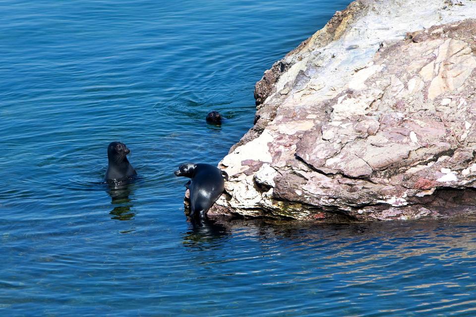The Baikal seal , Russia