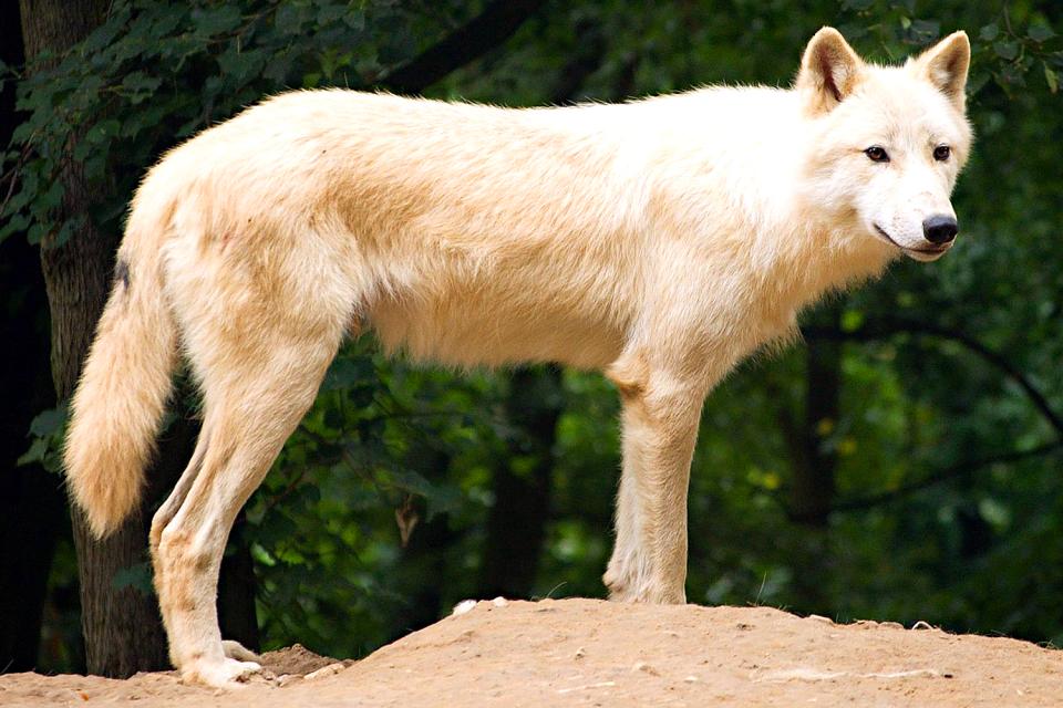 The Tundra Wolf , Russia