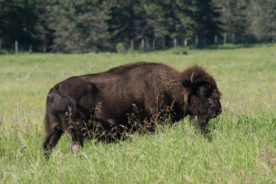 Les bisons , Canada