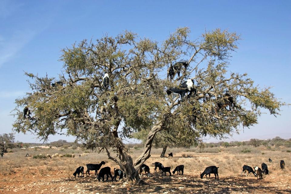 Der Arganbaum , Marokko