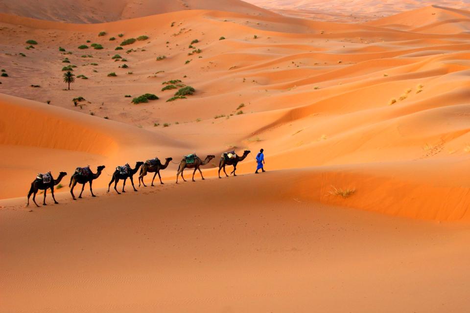 Le dromadaire marocain , Marocco