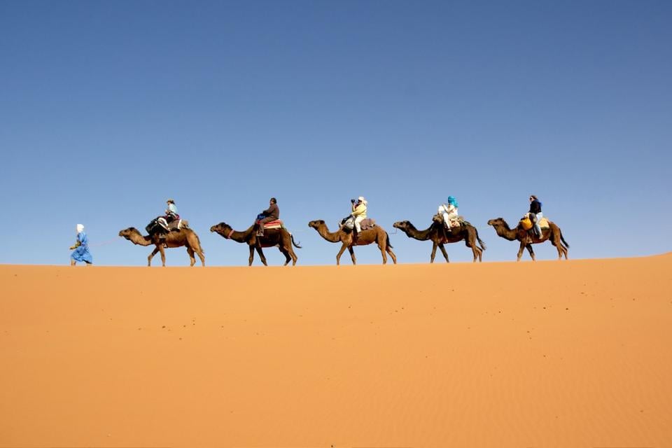 El dromedario marroquí , Marruecos