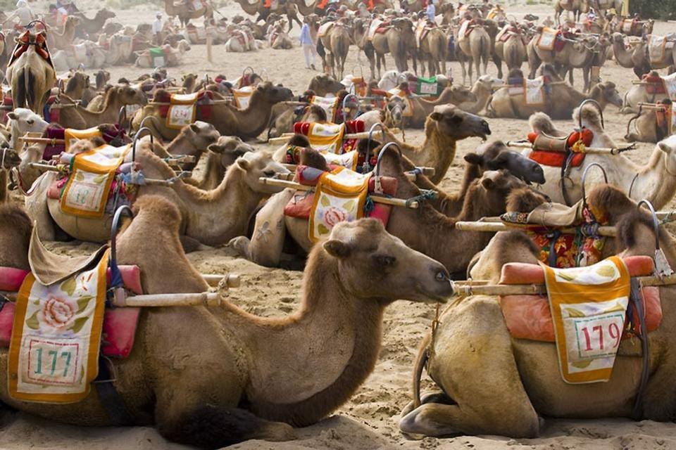 Los oasis , Camellos , China