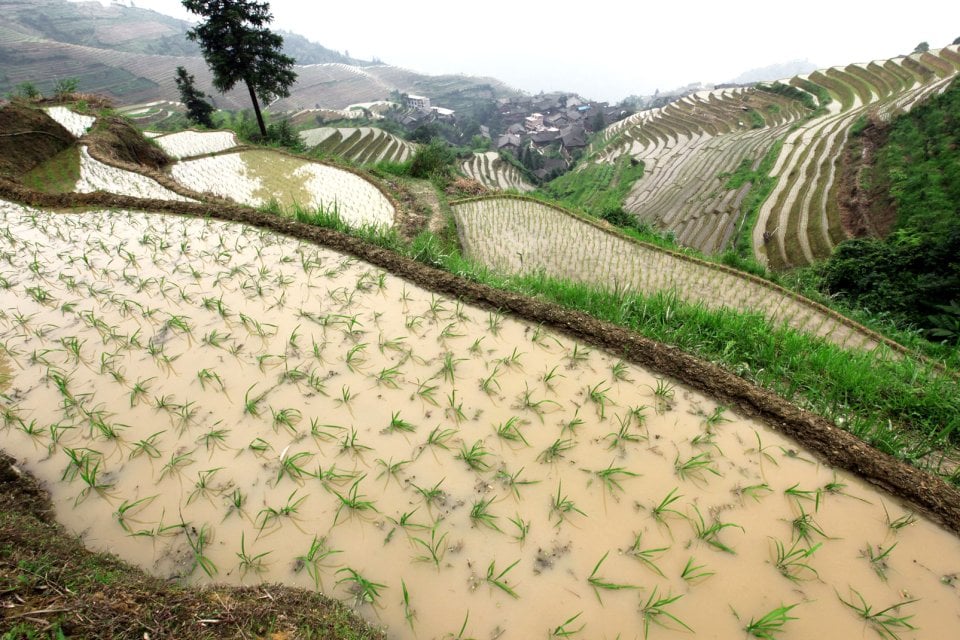 Les rizi res  en terrasse de  Longji Les provinces de  l 