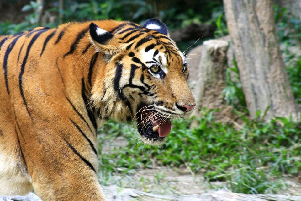 , La tigre del Bengala, La fauna, Le province dell'Ovest