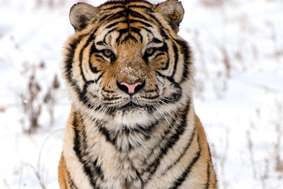 , La tigre del Bengala, La fauna, Le province dell'Ovest