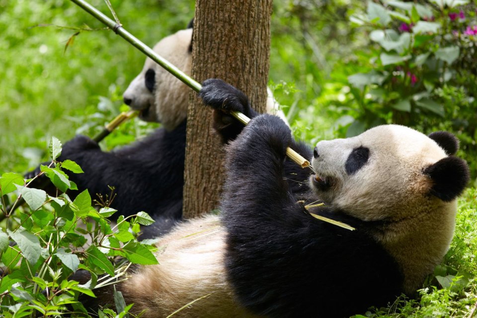 , Il panda gigante, La fauna, Le province dell'Ovest