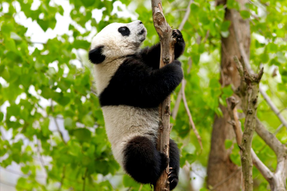 , Il panda gigante, La fauna, Le province dell'Ovest