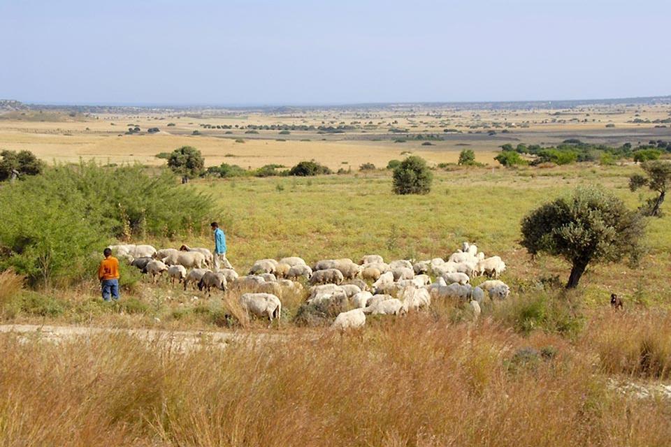The Mésoré Plain , The Mesaoria Plain , Cyprus
