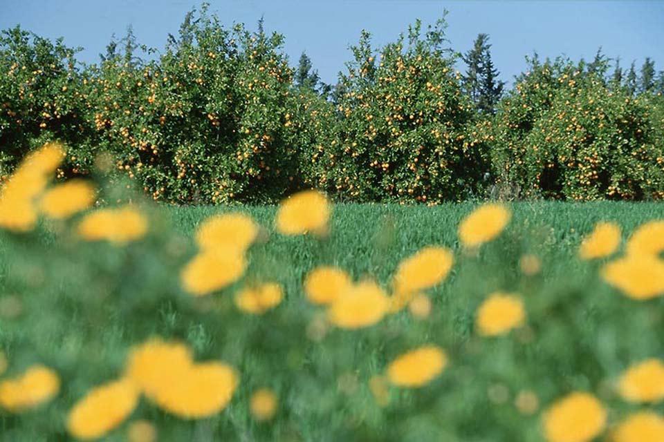 Die Mésoré-Ebene , Orangenplantage , Zypern