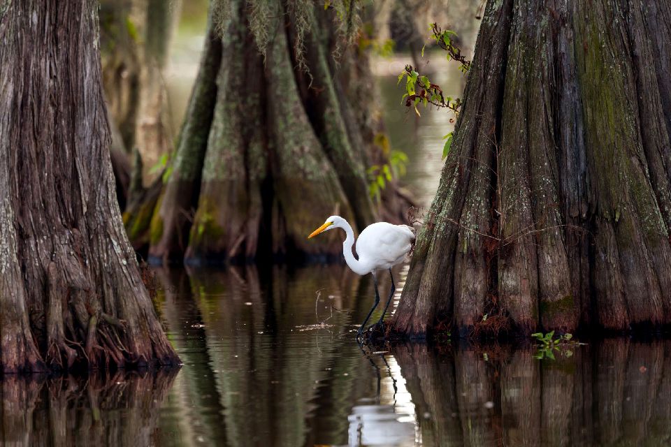 I Bayou Della Louisiana Southern USA Stati Uniti   371097 