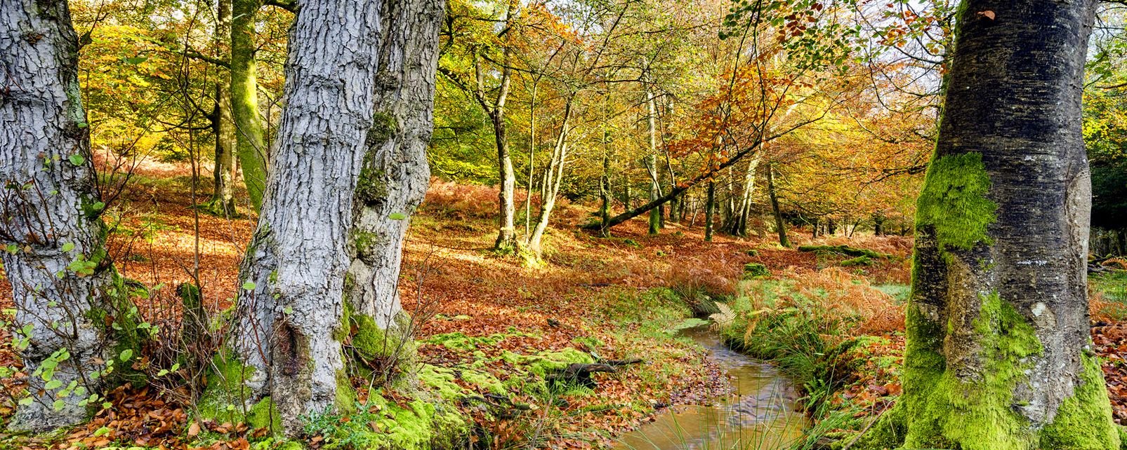The New Forest - England - United Kingdom