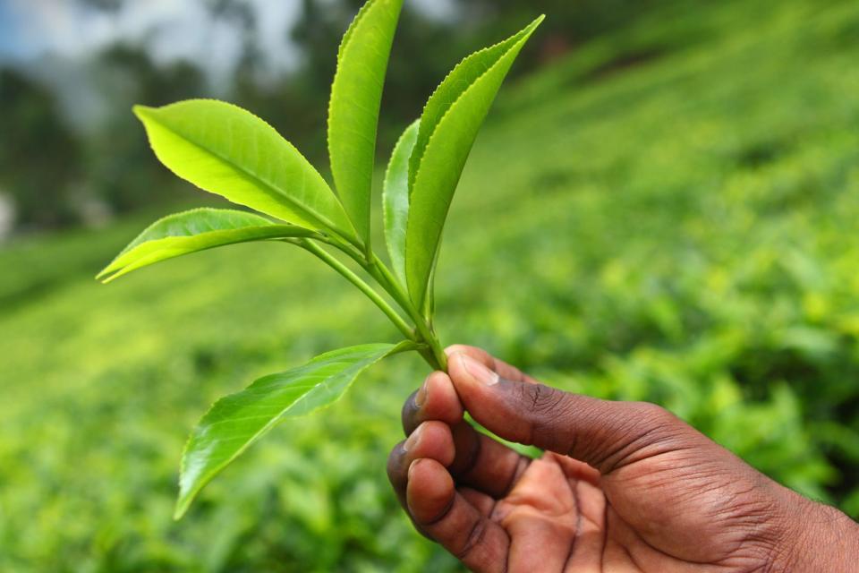 Munnar Tea Plantations , India
