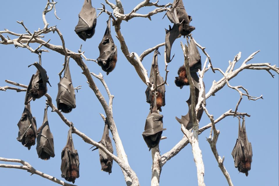 , Los murciélagos, Fauna y flora, Comoras