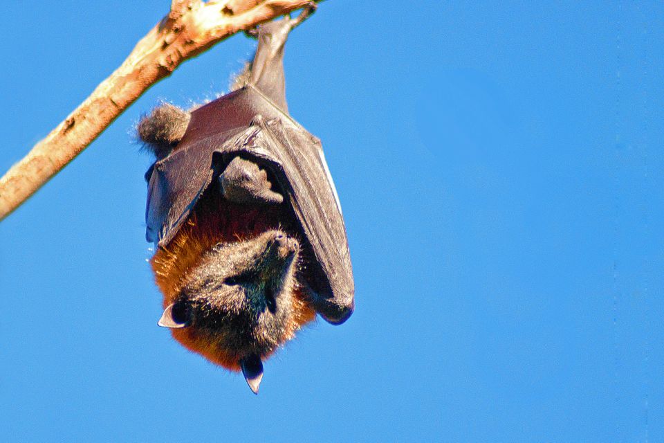 , Los murciélagos, Fauna y flora, Comoras