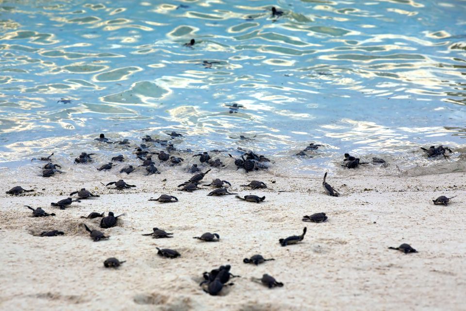 , Las tortugas verdes de Chissioua Quénéfou, Fauna y flora, Comoras