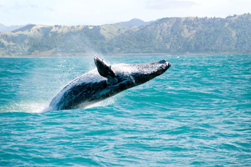 Les baleines , Canada