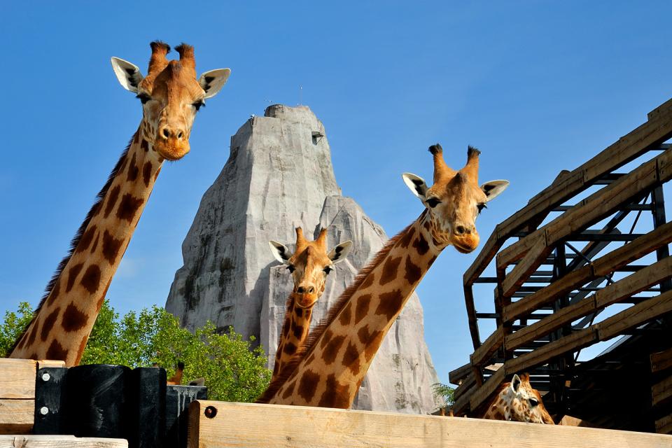 Les Plus Grand Zoo De France Les Plus Grand Zoo De France | AUTOMASITES