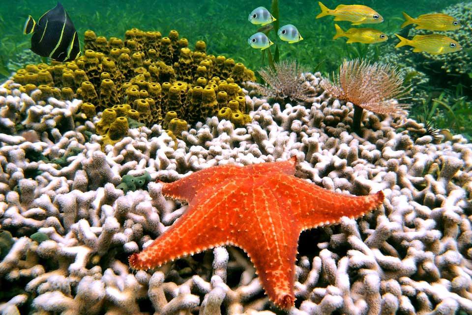 The under water fauna of the Coco Island - Costa Rica