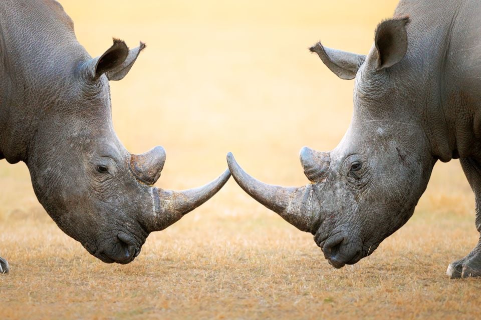 La faune et la flore, Rhinoceros, côte d'ivoire, afrique, animal, faune, mammifère