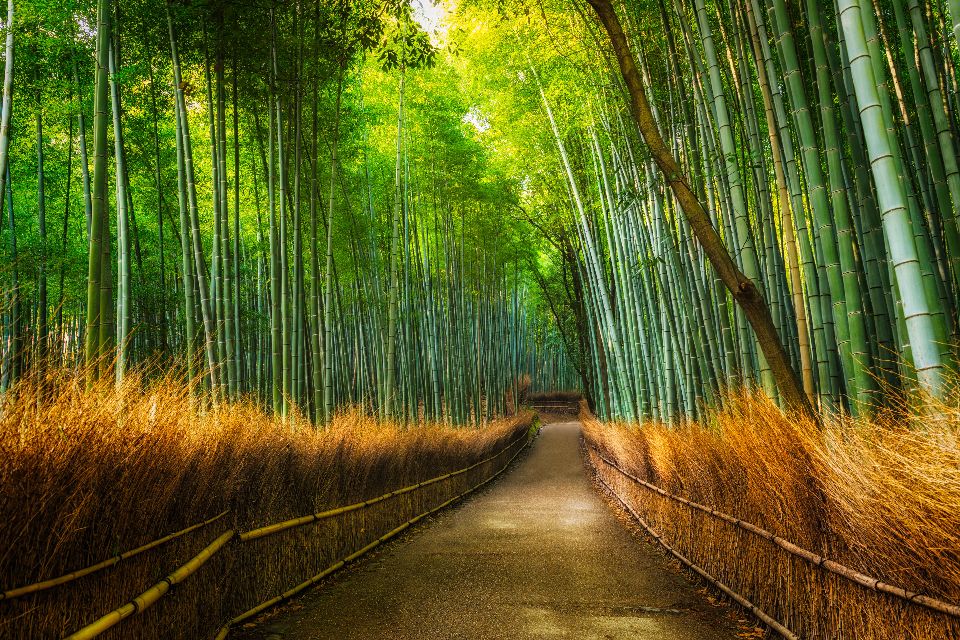 La bambouseraie d’Arashiyama à Kyoto - Japon