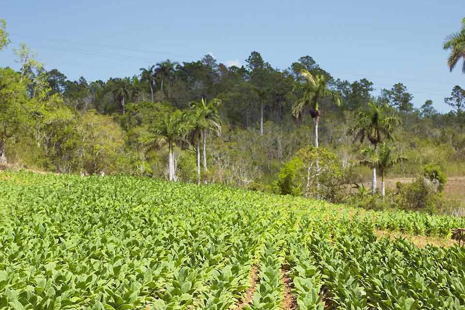 Le riserve classificate dall'Unesco , La coltivazione cubana , Cuba