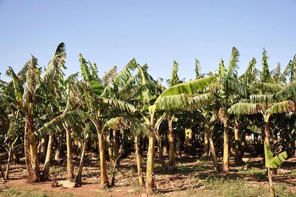 La vegetación , Cuba