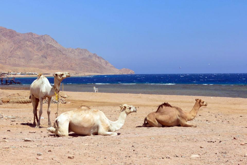La côte de la mer Rouge , Mer Rouge , Djibouti