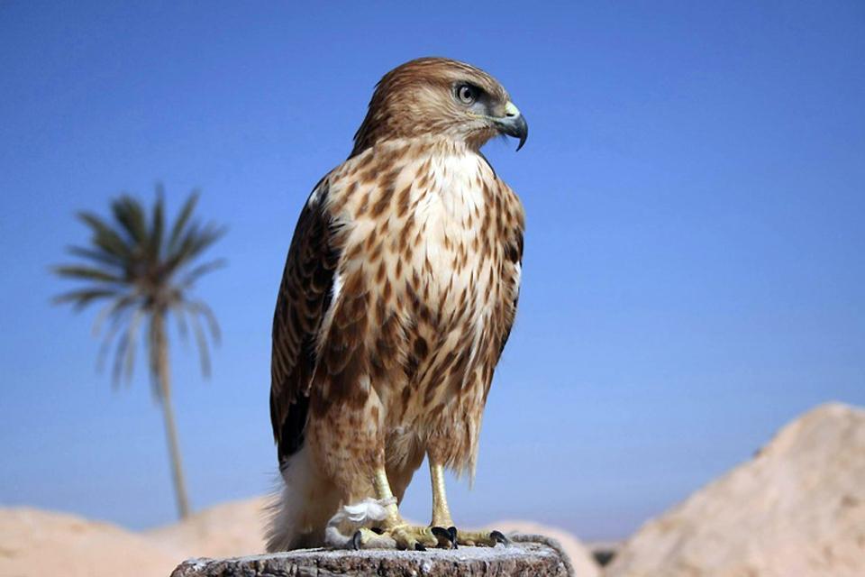 La fauna del desierto , Egipto